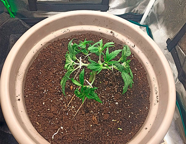 Обрезка и рост Bruce Banner #3 в гроубоксе