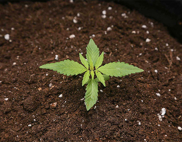 Легкострессовая тренировка растения Tropicana Cookies Auto Тренировка LST куста Tropicana Cookies Auto