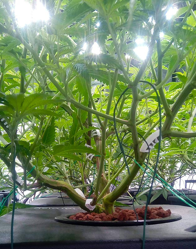 Стебли конопли с пластиковыми зажимами для LST