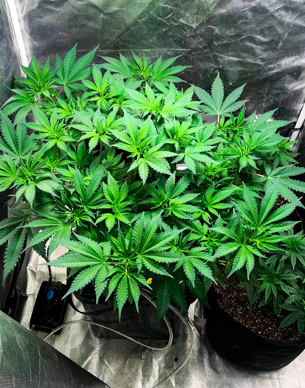 Регулирование питания и формирование кроны Поддержание питания и укладка веток