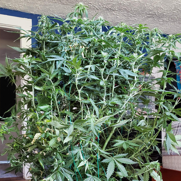 Цветение Mexican Airlines auto fem