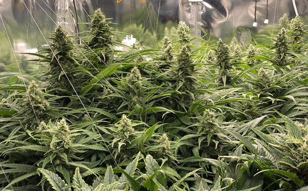 Развитие шишек на 11-12 неделях Полные шишки