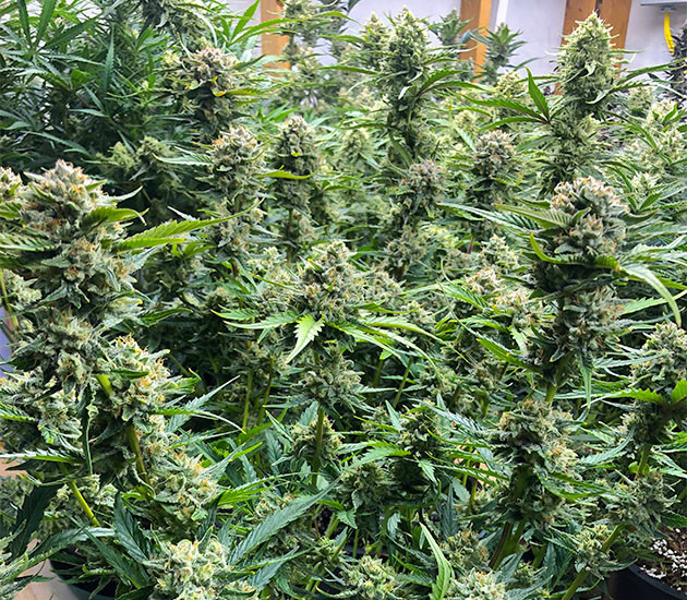 выращивание сорта конопли Gelato Auto