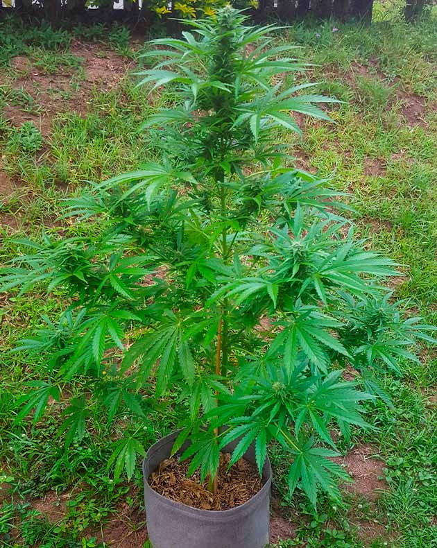 Борьба с паразитами на 9 неделе Появление на листьях следов вредителей