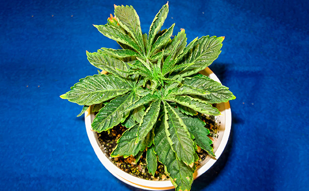 Последствия обезвоживания рассады