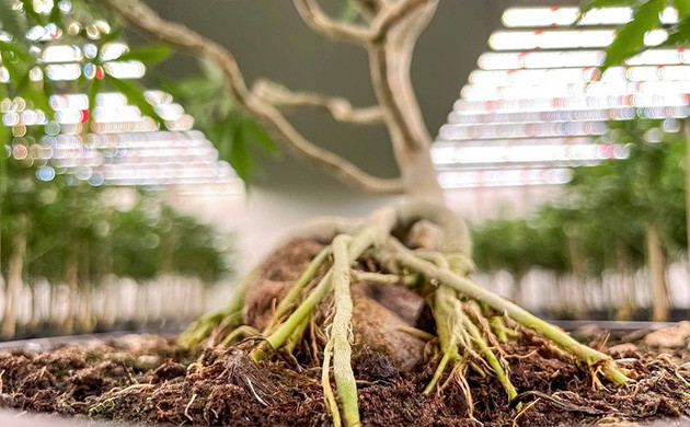 Механическое воздействие на растения Тигмотропизм: реакция на прикосновение