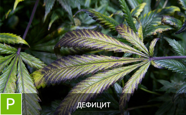Дефицит фосфора Листья при дефиците фосфора