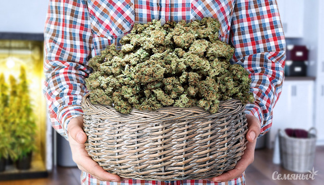 Как снять максимум урожая в индоре