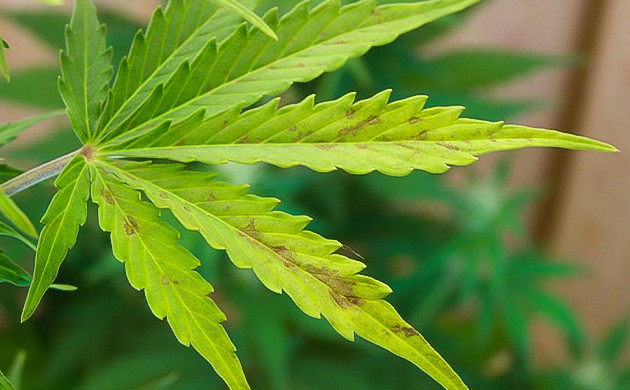 Признаки нехватки фосфора у конопли Симптомы дефицита фосфора у каннабиса