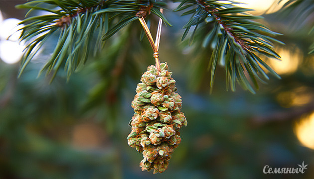 Как пинен влияет на растения