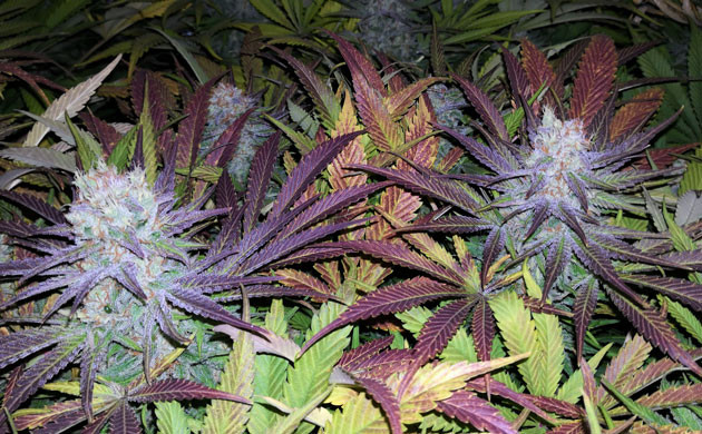 Фиолетовые верхние листья