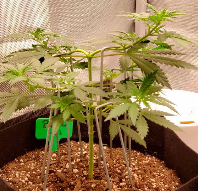 Росток Bruce Banner #3 от Herbies Seeds на 3 неделе