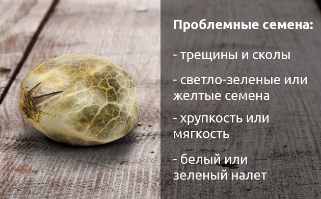 Какие дефекты имеют плохие семена конопли Признаки проблемных семян конопли