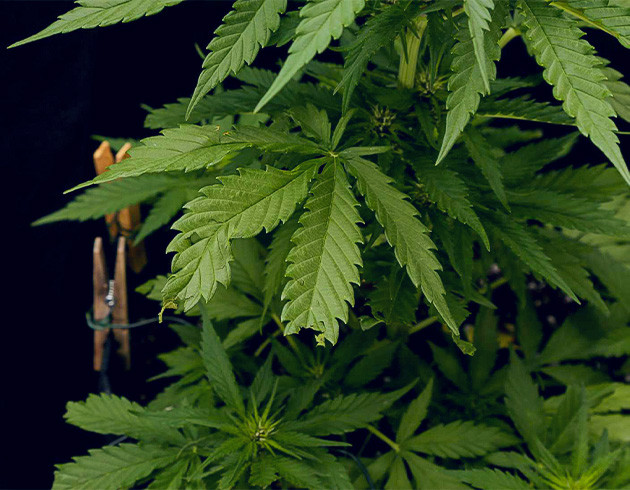 Защита растения Tropicana Cookies Auto от животных Начало цветения куста Tropicana Cookies Auto