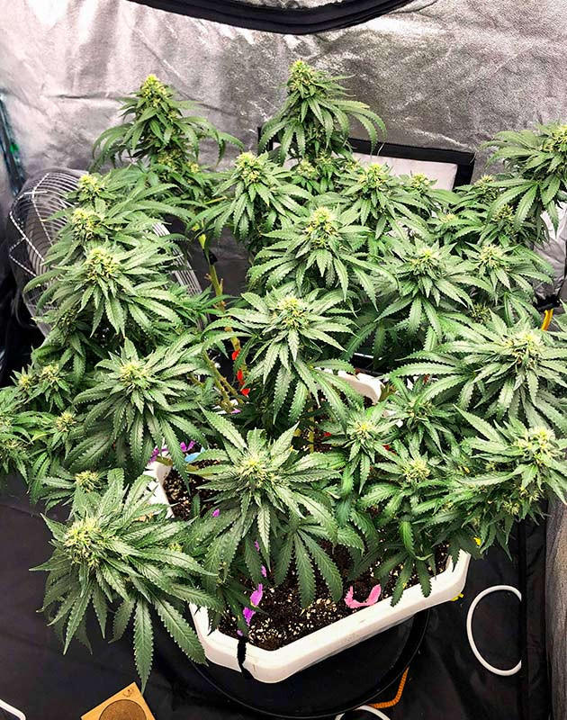 Устойчивость к суровым условиям