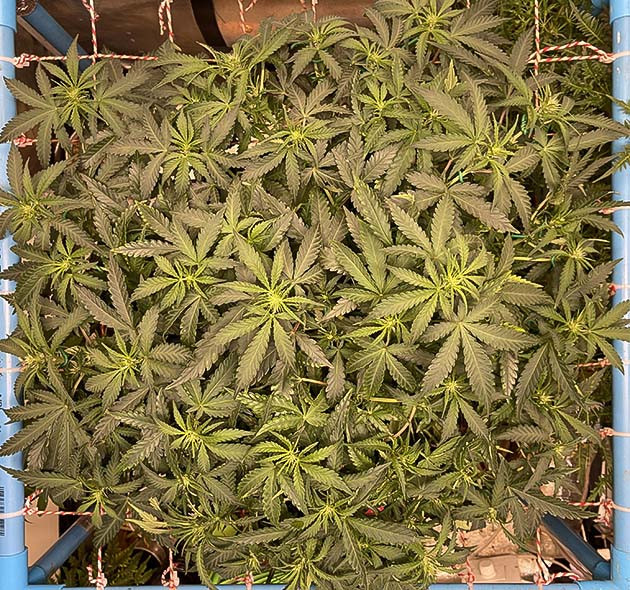 Формирование первых бутонов