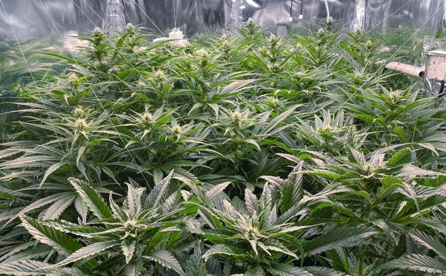 Заполнение пространства с помощью подвесов Растяжка ветвей подвесами по гроуруму