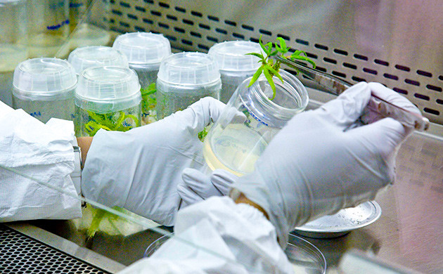 КБД продлевает жизнь нервных клеток Влияние каннабиноидов на процесс старения