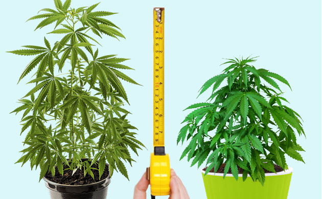 Размеры автоцветов Сравнение высоты двух кустов