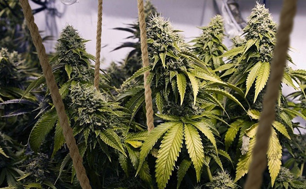 Подвязка тяжелых соцветий