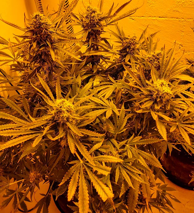 Коричневые кончики листьев каннабиса