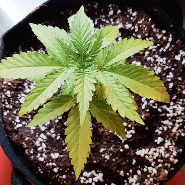 Увеличение удобрений и полив Scout Cookies Auto