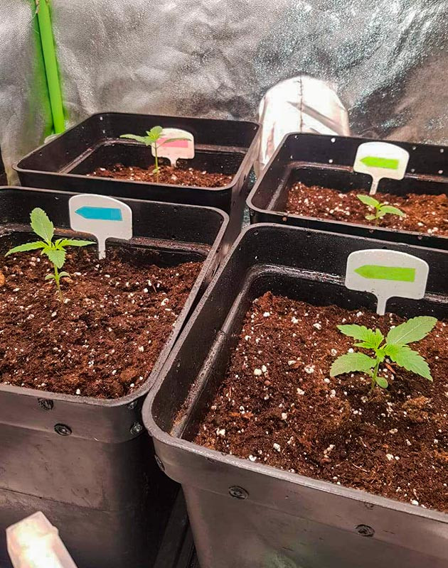 Стимуляция роста куста Skywalker Haze