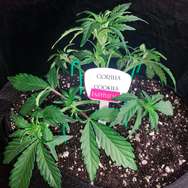 LST на третьей неделе