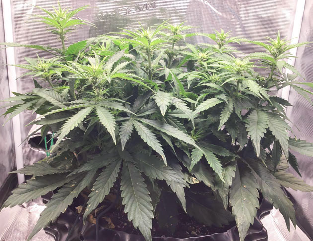 Уход на 7-й неделе Godzilla Cookies Auto