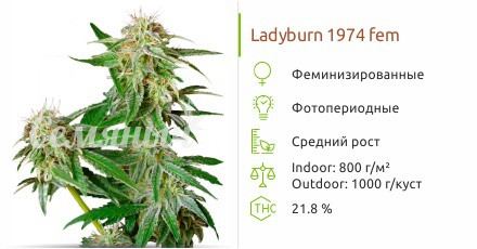 Сорт марихуаны Ladyburn 1974 Ladyburn 1974 от Green House Seeds