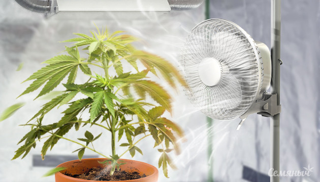 Ожог конопли ветром