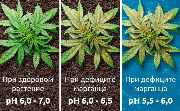 Причины нехватки марганца у конопли