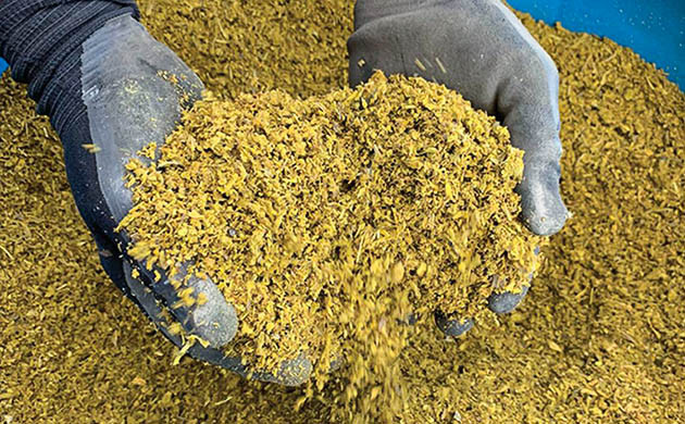 Измельченные стебли конопли Мелкая стружка стеблей и ветвей каннабиса