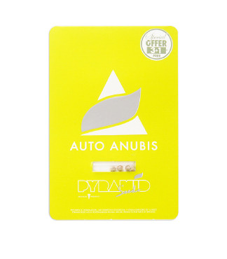 Auto Anubis fem (Pyramid Seeds)