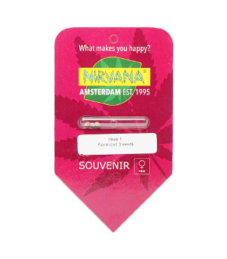 Amnesia Haze (Haze 1) fem (Nirvana Seeds)