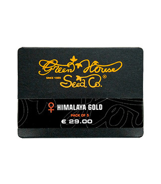 Himalaya Gold fem (GHS)