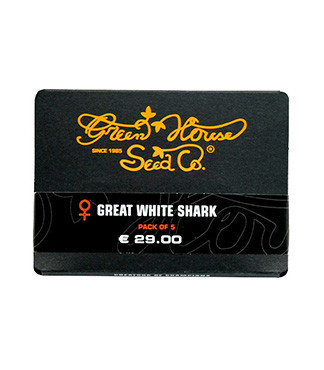 Great White Shark fem (GHS)