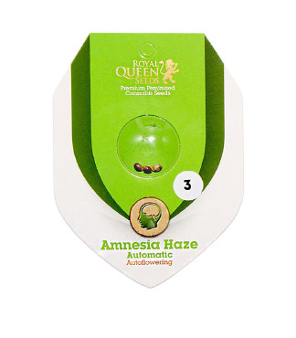 Amnesia Haze Automatic fem (RQS)