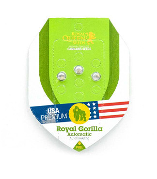 Royal Gorilla Automatic fem (RQS)