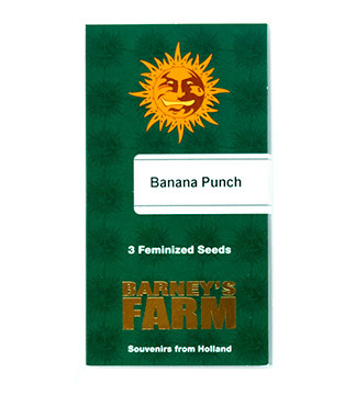 Banana Punch fem (Barney's Farm)