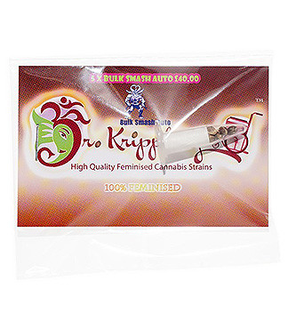 Bulk Smash Auto fem (Dr. Krippling Seeds)