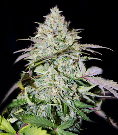 Семена сорта Auto Do-Si-Dos Cookies fem (00 Seeds)