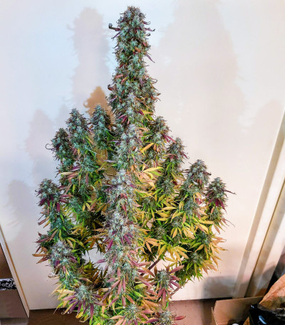 Семена сорта Blue Auto Mazar fem (Dutch Passion)