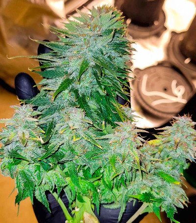 Семена сорта Bruce Banner #3 Auto fem (Herbies Seeds)