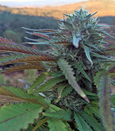 Семена сорта Bubba’s Gift fem (Humboldt Seeds)