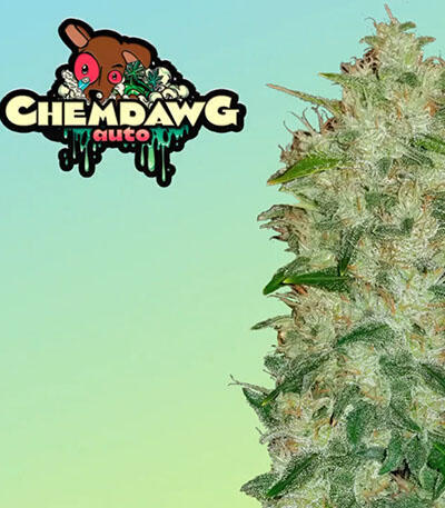 Семена сорта Original Auto Chemdawg fem (FastBuds)