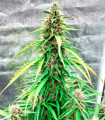 Семена сорта Watermelon Auto fem (Семяныч)