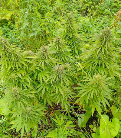 Семена сорта Super Skunk Auto fem (Семяныч)