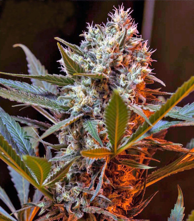 Семена сорта Green Poison F1 Fast Version fem (Sweet Seeds)