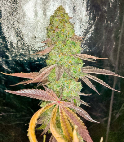 Семена конопли сорта Kush Mints Fast Version